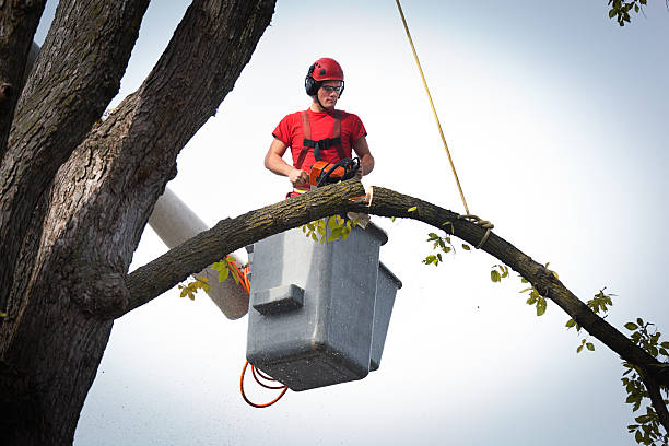 Best Tree Risk Assessment  in Summit, MS