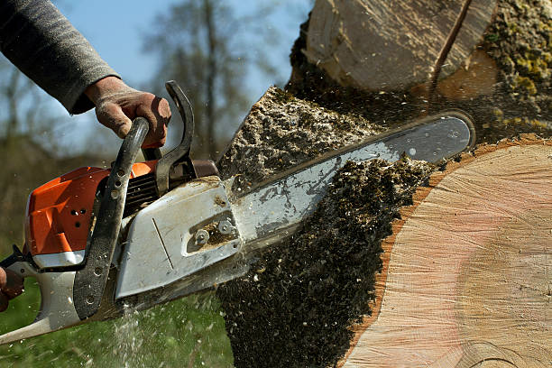 Best Tree Removal  in Summit, MS